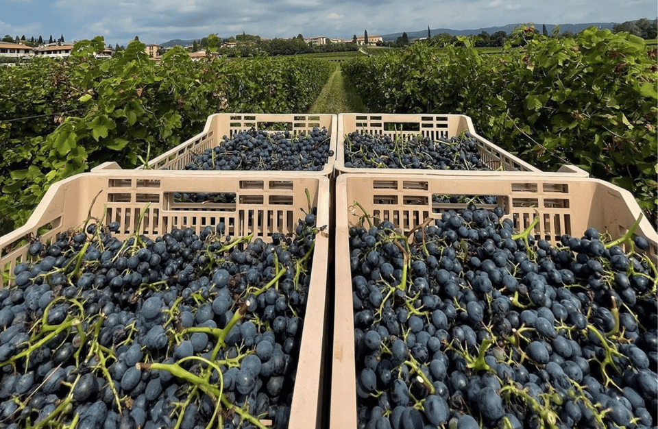 Boutique Winery Tour & Tasting in Valpolicella - Enjoying Local Flavors and Pairings