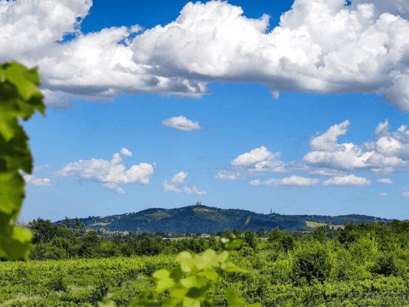 Boutique Winery Tour with Wine Tasting & Food in Bologna - The Sum Up: A Worthwhile Sip of Emilia-Romagna