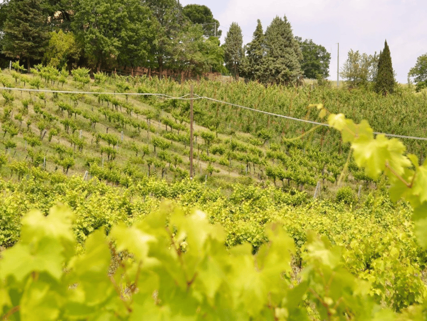 Boutique Winery Tour With Wine Tasting & Food in Bologna - Ask Away