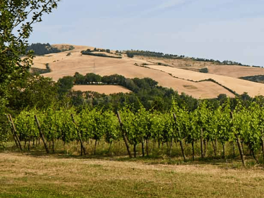 Boutique Winery Visit & 5 Organic Wine Tastings Near Urbino - Educational Aspects