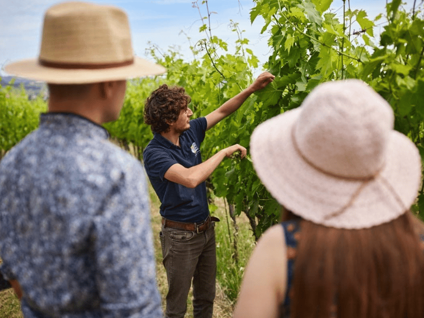 Boutique Winery Visit & 5 Organic Wine Tastings Near Urbino - Ask Away