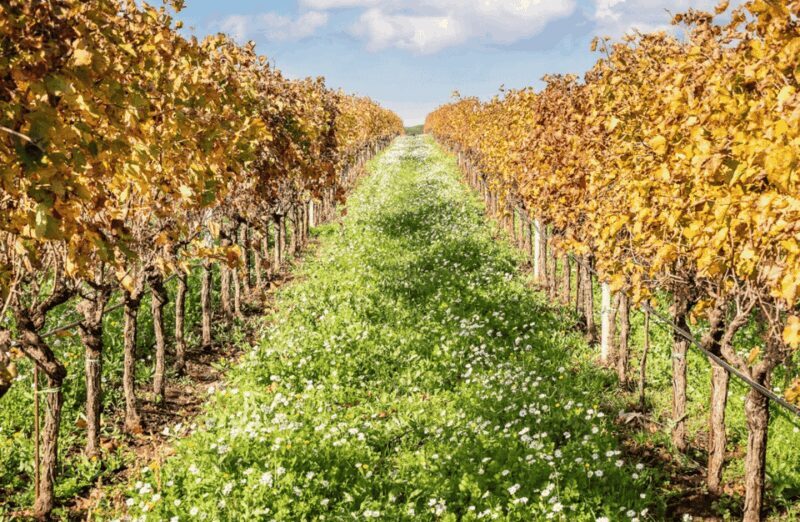 Boutique Winery Visit & Tasting Near Rome - Key Points