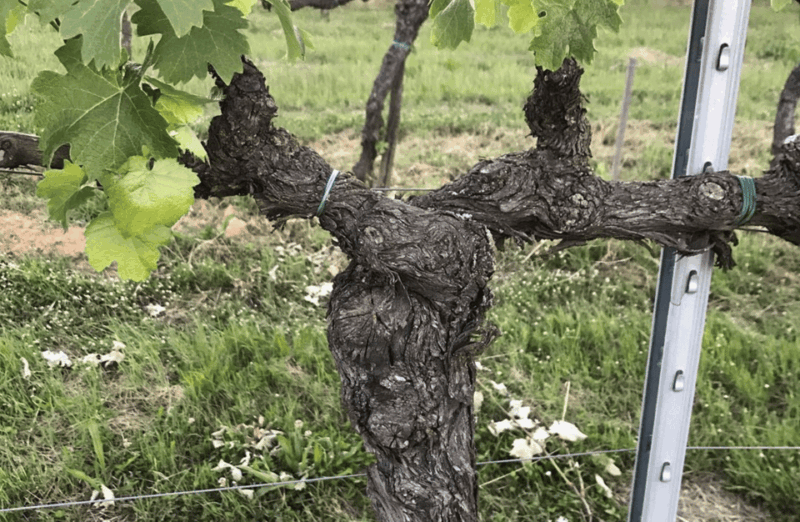 Boutique Winery Visit & Wine Tasting Near Arezzo - Key Points