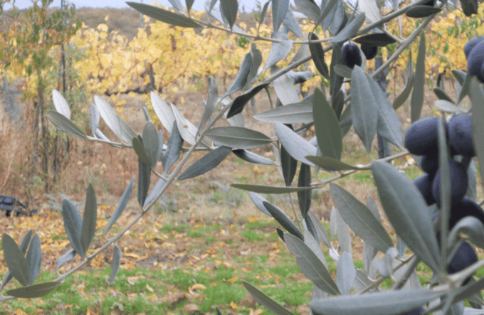 Boutique Winery Visit & Wine Tasting Near Arezzo - Customer Reviews