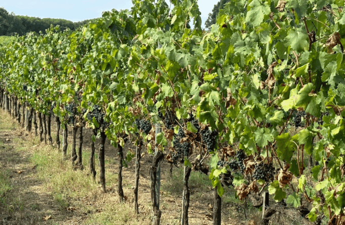 Boutique Winery Visit & Wine Tasting Near Arezzo - Frequently Asked Questions