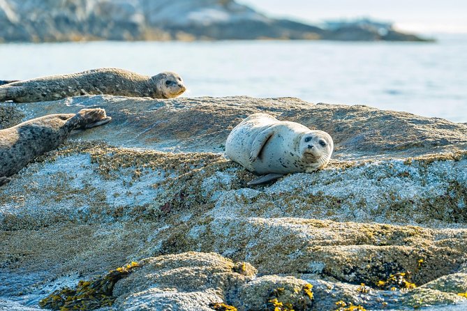 Bowen Island Dinner and Zodiac Boat Tour by Vancouver Water Adventures - Traveler Feedback