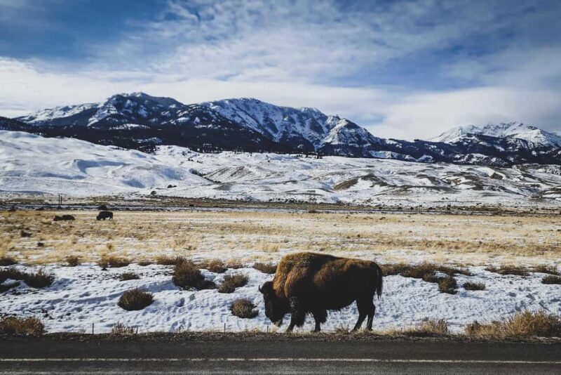 Bozeman: 6 Day Yellowstone Winter Wonderland Tour - The Practical Side: Transportation, Accommodation, and Price