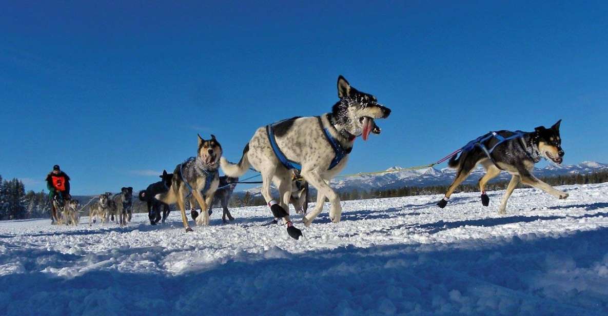 Bozeman: 6 Day Yellowstone Winter Wonderland Tour - Experience Highlights