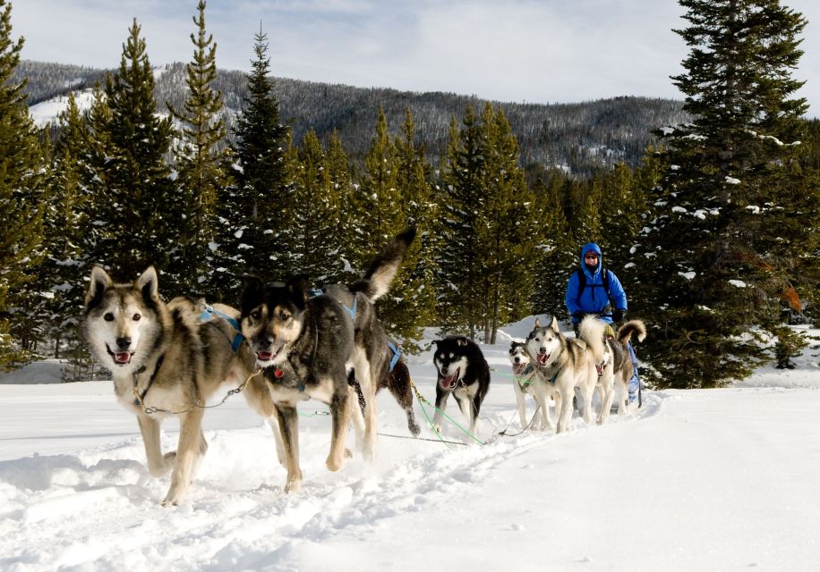 Bozeman: 6 Day Yellowstone Winter Wonderland Tour - Recap
