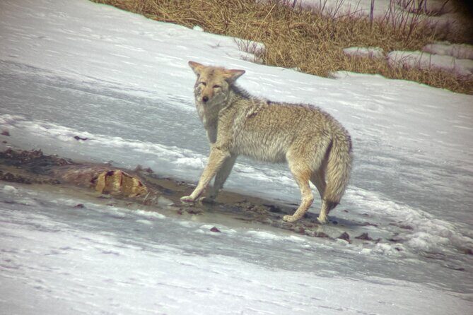 Bozeman Winter Wildlife Safari, Lamar Valley, Burrito and Lunch - Discovering Yellowstone in Winter: What to Expect