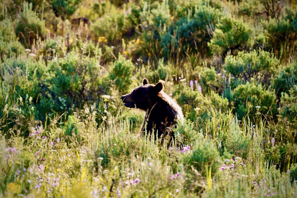 Bozeman: Yellowstone & Grand Teton National Park With Hotel - Inclusions