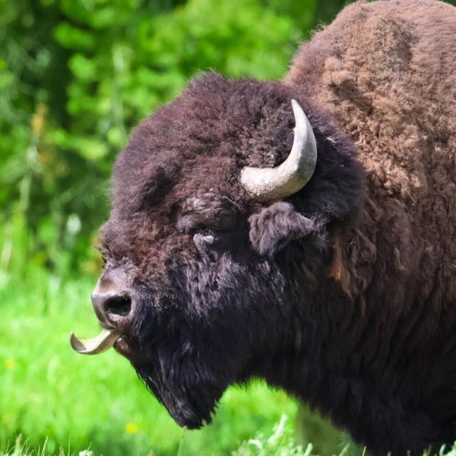 Bozeman: Yellowstone & Grand Teton National Park With Hotel - Important Information