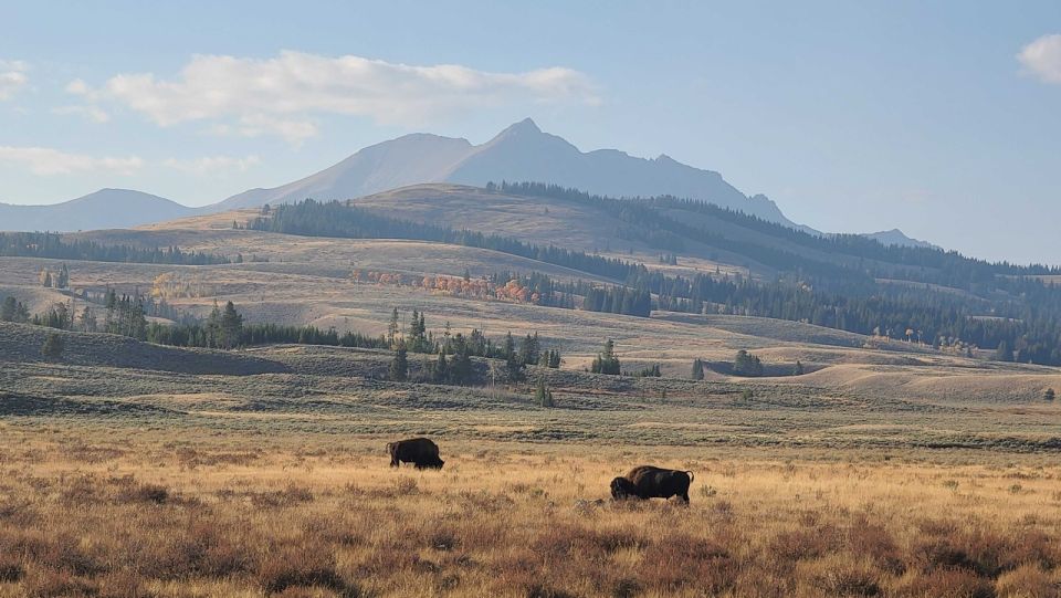 Bozeman: Yellowstone & Grand Teton National Park With Hotel - Hotel Accommodation