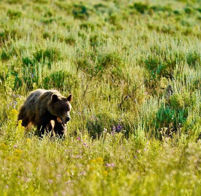 Bozeman: Yellowstone & Grand Teton National Park With Hotel - Frequently Asked Questions