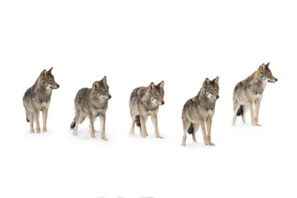 Bozeman: Yellowstone Wolves and Winter 4Day/3Night Adventure - Itinerary