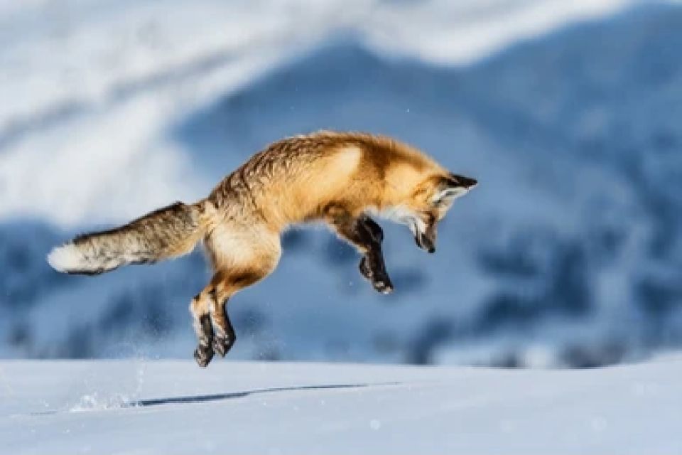 Bozeman: Yellowstone Wolves and Winter 4Day/3Night Adventure - Frequently Asked Questions