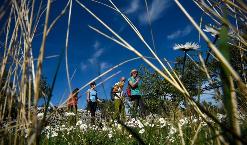 Bra island: Hiking Vidova gora krip Museum of olive oil - FAQ
