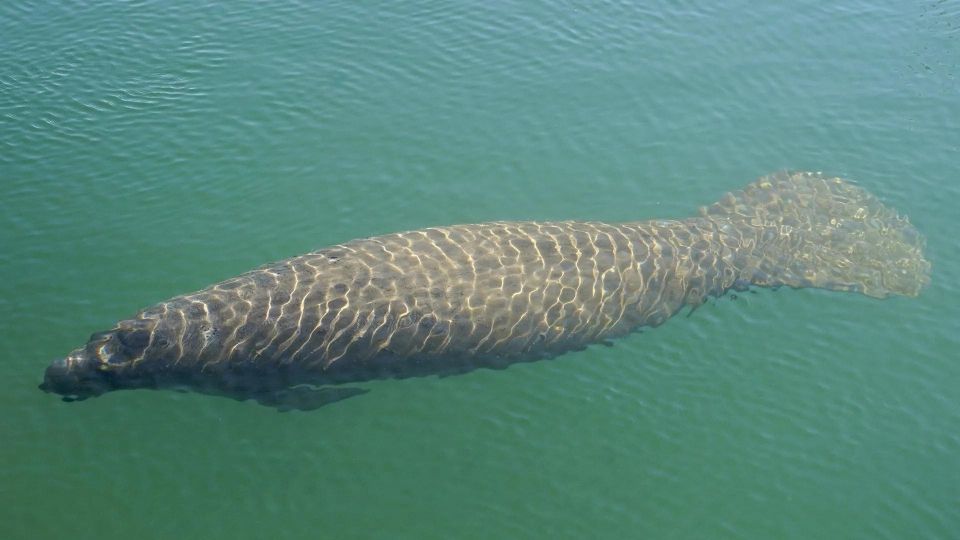 Bradenton: Anna Maria Island Guided Kayaking Manatee Tour - Manatee Observation and Ecology
