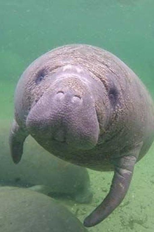 Bradenton: Anna Maria Island Guided Kayaking Manatee Tour - Pristine Natural Scenery