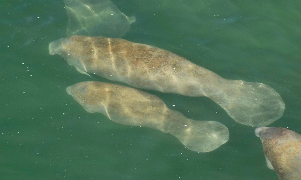 Bradenton: Anna Maria Island Guided Kayaking Manatee Tour - Availability and Booking Details