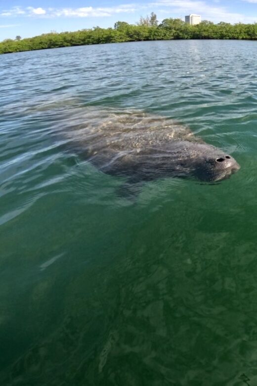 Bradenton: Guided Pedal Kayak Tour - An In-Depth Look at the Experience