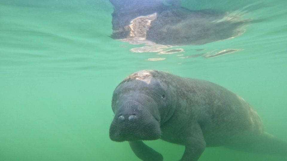 Bradenton: Guided Pedal Kayak Tour - Exploring the Waterways