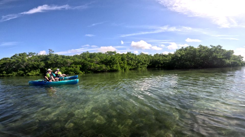 Bradenton: Guided Pedal Kayak Tour - Mangrove Tunnel Cruising