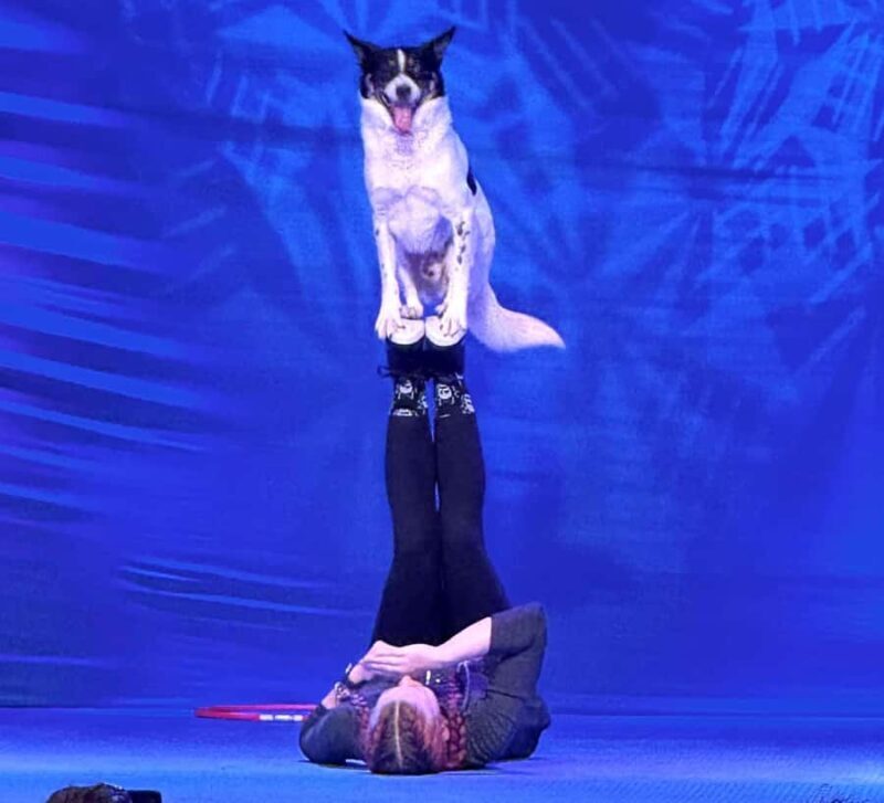 Branson: Pets and Giggles Kid's Comedy Show - Inside the Show: What to Expect