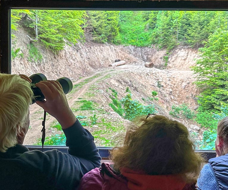 Brasov: Bear Watching in the Wild (From a Hideout) - Good To Know