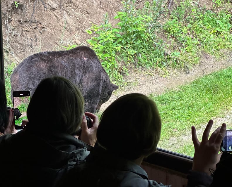 Brasov: Bear Watching in the Wild (From a Hideout) - Detailed Itinerary