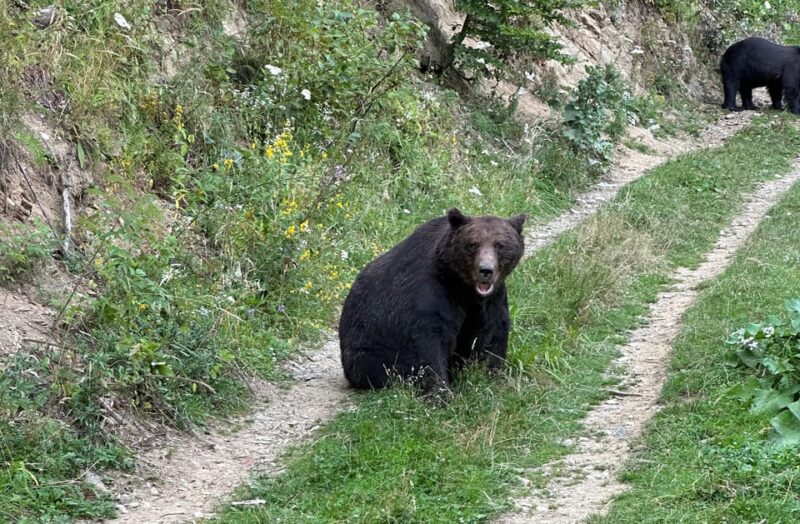 Brasov: Bear Watching in the Wild (From a Hideout) - Booking Your Experience