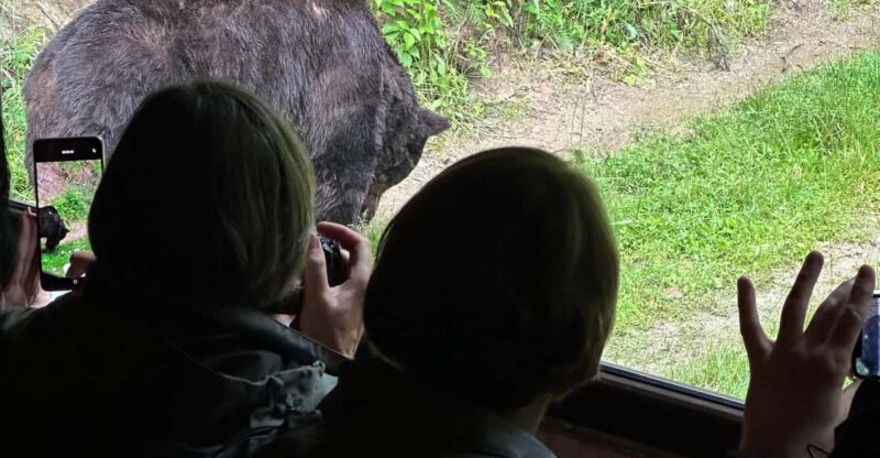Brasov: Bear Watching in the Wild (From a Hideout) - Features of the Tour