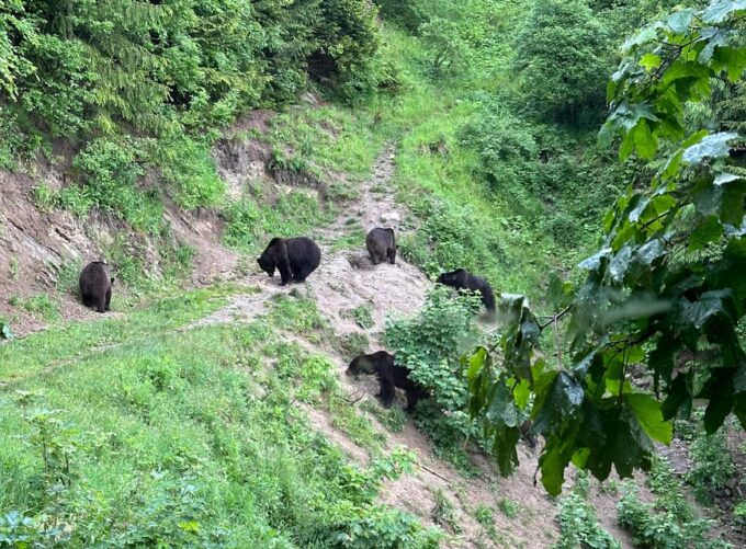 Brasov: Bear Watching in the Wild (From a Hideout) - Wildlife You Might See