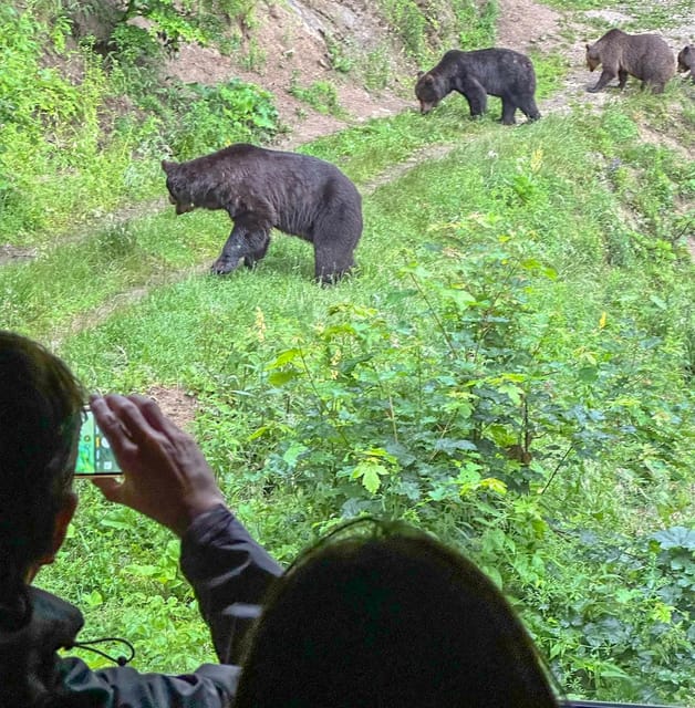 Brasov: Bear Watching in the Wild (From a Hideout) - Tips for a Great Experience