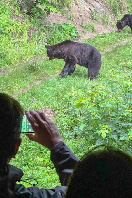 Brasov: Bear Watching in the Wild (From a Hideout) - The Sum Up