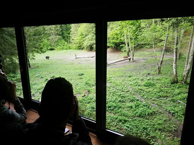 Brasov: Brown Bear & Wildlife Watching - Discovering the Romanian Carpathians: Brown Bear & Wildlife Watching Near Brasov