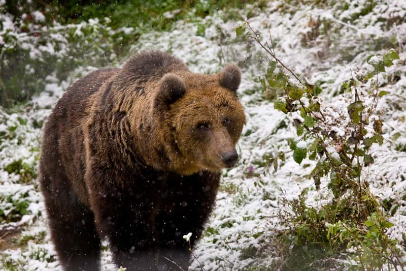 Brasov: Brown Bear & Wildlife Watching - Final Thoughts: Is This Tour Worth It?