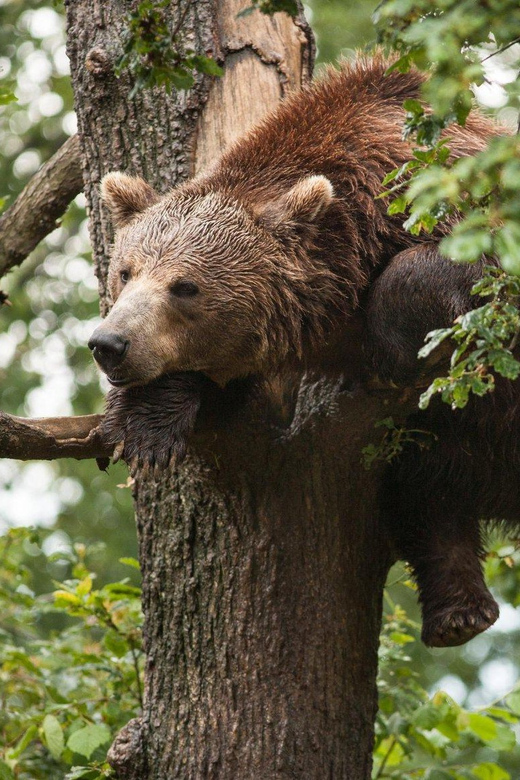 Brasov: Libearty Bear Sanctuary - Tour Pricing and Details