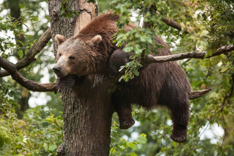 Brasov: Libearty Bear Sanctuary - Important Visitor Information