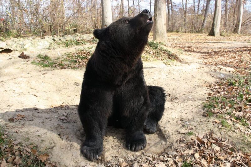 Brasov: Libearty Bear Sanctuary - Visitor Feedback and Ratings