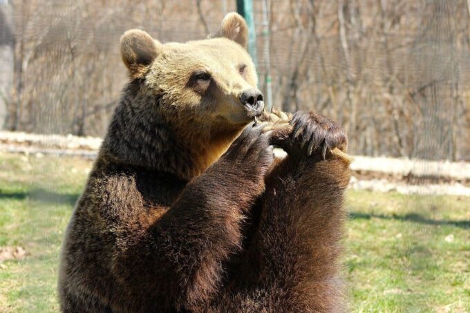 Brasov: Libearty Bear Sanctuary - Wildlife Conservation Efforts