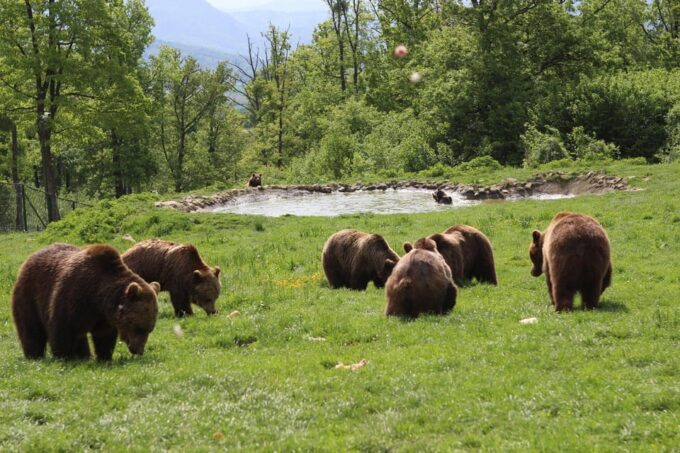 Brasov: Libearty Bear Sanctuary - How to Get There