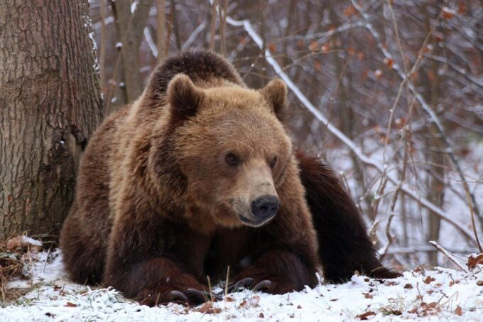 Brasov: Libearty Bear Sanctuary - The Sum Up