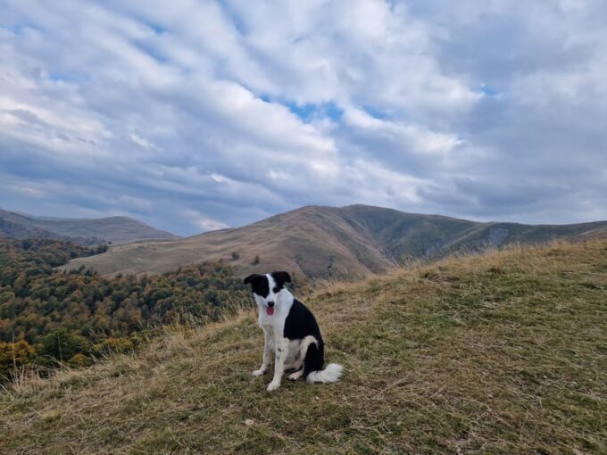 Brasov'S Mountain'S E-Mtb Tour With Daisy - Booking Details