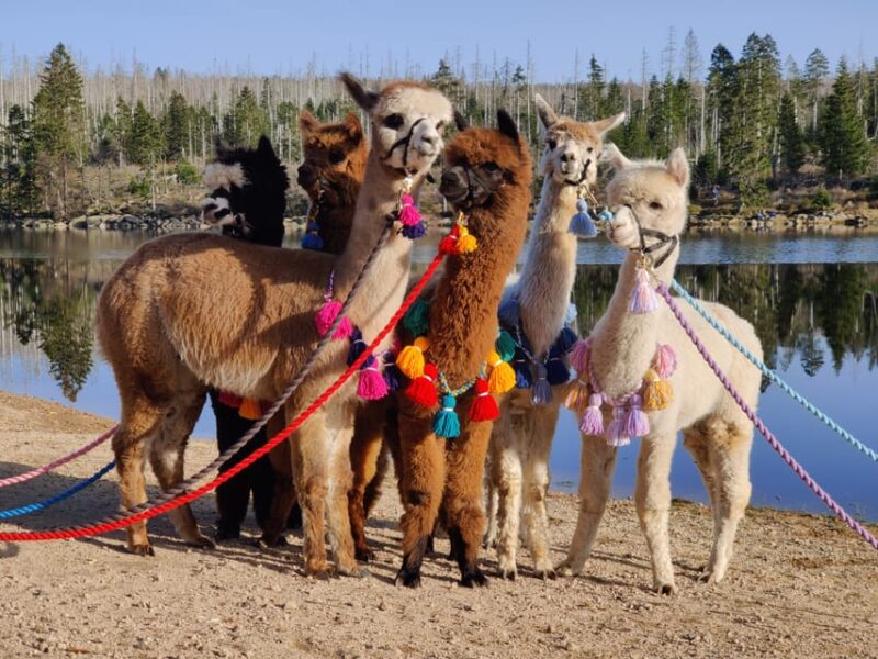 Braunschweig: Alpaca Trekking Tour - Group Size and Accessibility