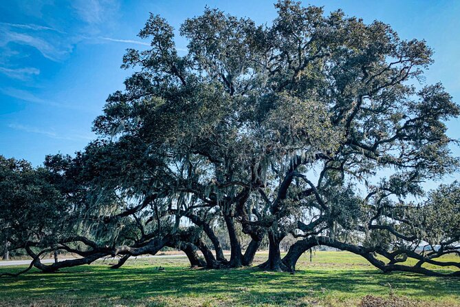 Brazos Bend Wildlife and Nature Tour - What to Expect