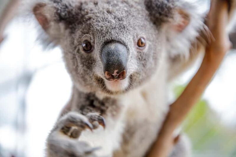 Breakfast with Koalas at WILD LIFE Zoo Darling Harbour - The Sum Up