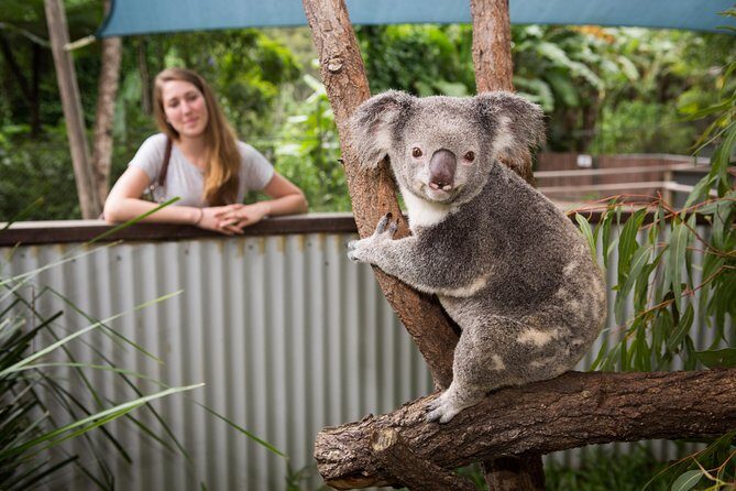 Breakfast with the Koalas at Hartley's Crocodile Park from Cairns or Palm Cove - What’s Included and How It Works