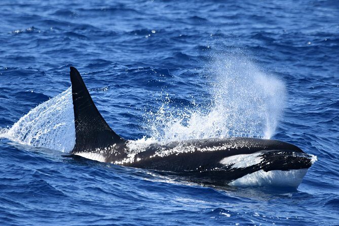 Bremer Bay Orca Experience - Considering the Price and Overall Value
