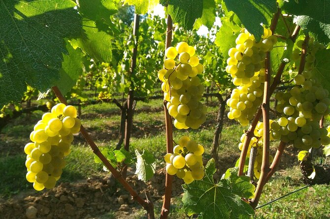 Brescia and Franciacorta Winery Area. Cultural and Wine Tasting Small Group Tour - Wine Tasting Experience